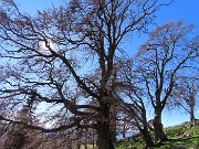 34 Faggi secolari del Menna